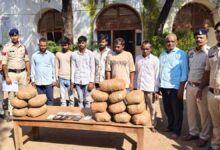 बलौदाबाजार में गांजा तस्करी का भंडाफोड़, 7 गिरफ्तार; 25.41 लाख का माल जब्त